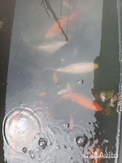 Прудовые рыбки цена от размера цвета