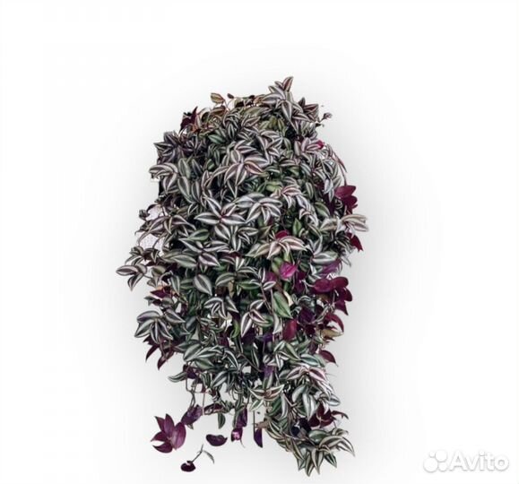 Традесканция зебрина вьюн цветы