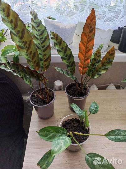 Цветочное ассортт