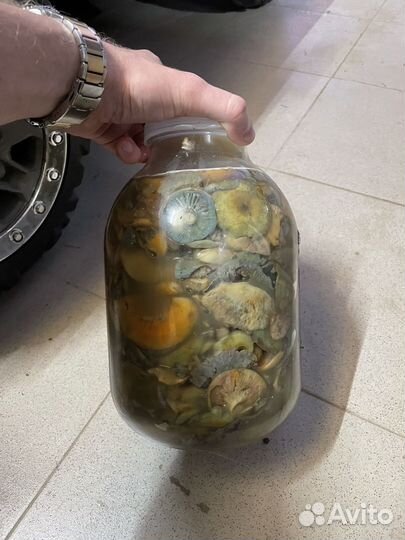 Рыжики