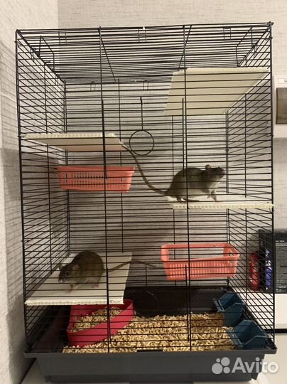 Крыса дамбо с клеткой