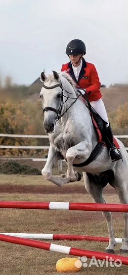 Жеребец орловский рысак