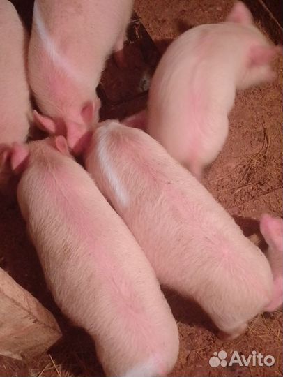 Поросята породы ландрас
