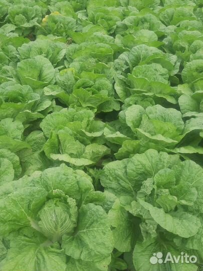 Пекинская капуста