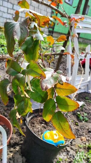 Магония падуболистная