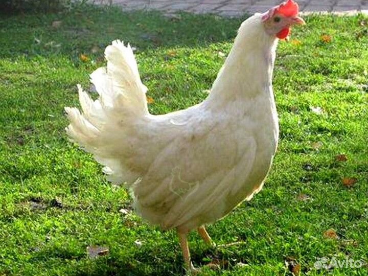 Куры несушки 9 месяцев с бесплатной доставкой