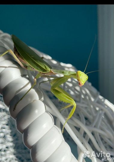 Богомол Кавказский