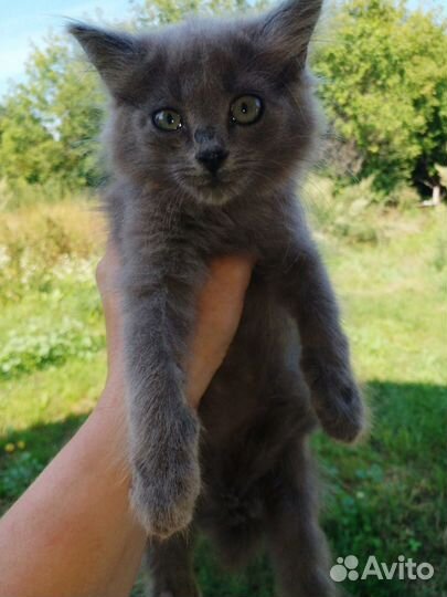 Отдам в добрые руки