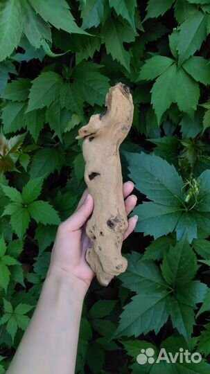 Коряга мангровая