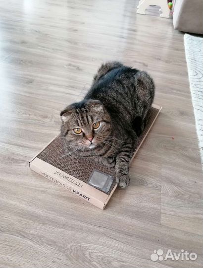 Когтеточка для кошек с кошачьей мятой новая