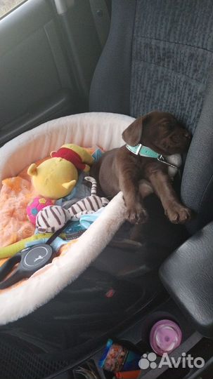 Лабрадор ретривер