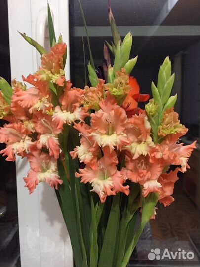 Гладиолусы (луковицы)