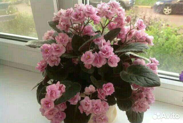 Сенполии сортовые Фиалки