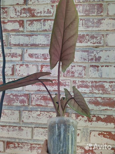 Алоказия Скальпрум