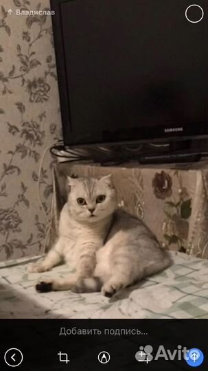 Кошка
