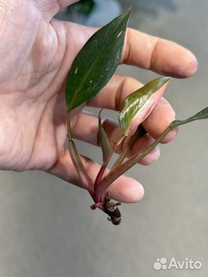 Филодендрон розовая принцесса