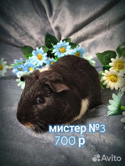 Морские свинки