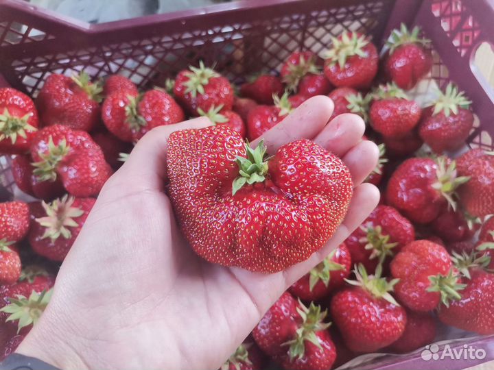 Саженцы клубники крупноплодной