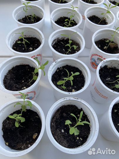 Рассада лаванды