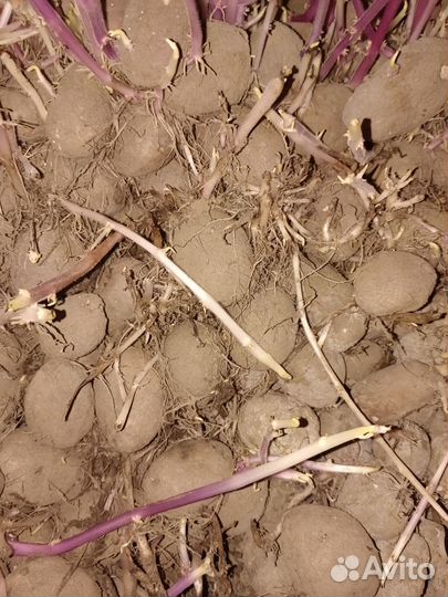 Картошка на посадку