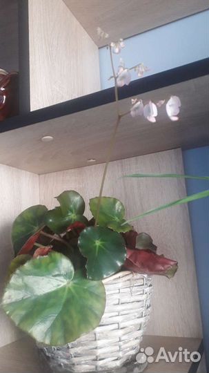 Комнатные растения, разные,лиана, традесканция