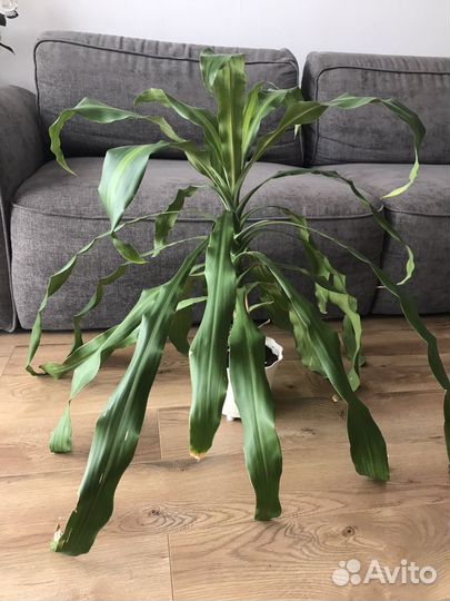 Растение цветы драцена