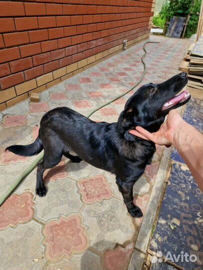 Дворняжка, 6 месяцев