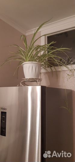 Хлорофитум