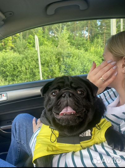 Черный мопс