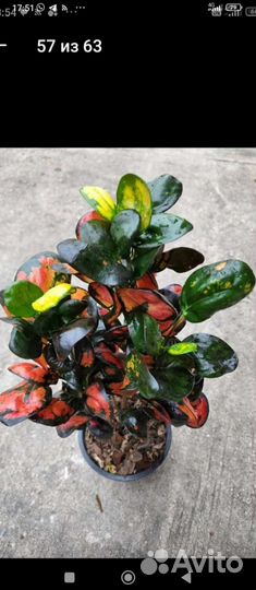 Кротон из Тая Еar Ring