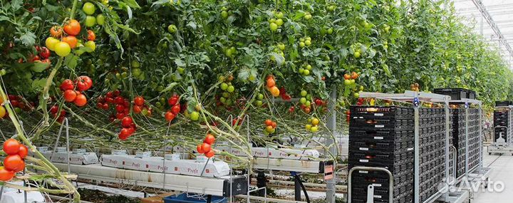 Сборщик овощей, на тепличный комплекс