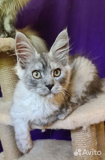 Мейн-кун котята питомник