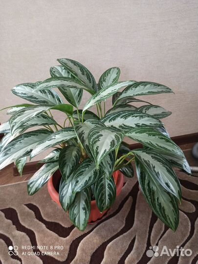 Аглаонема сильвер бей