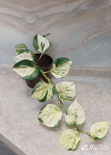 Хойя Белла, Ребекка, сциндапсус сортовой