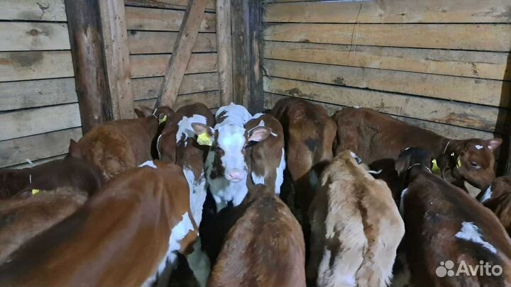 Телята бычки с доставкой