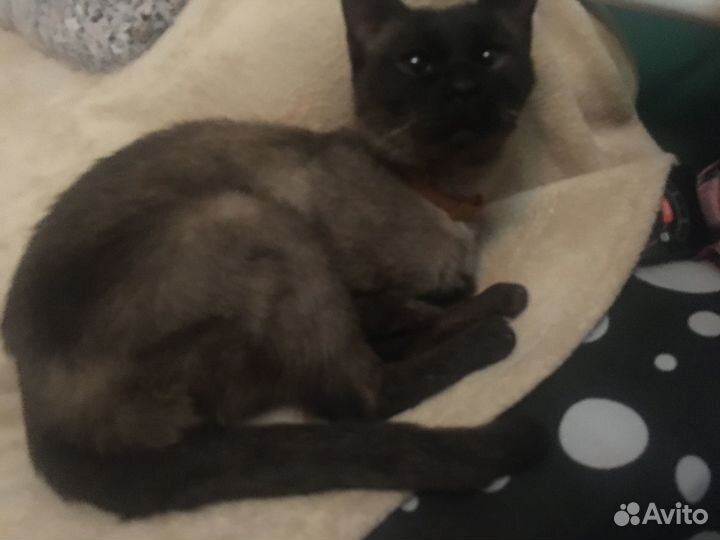 Нашлась кошка, ищем хозяев