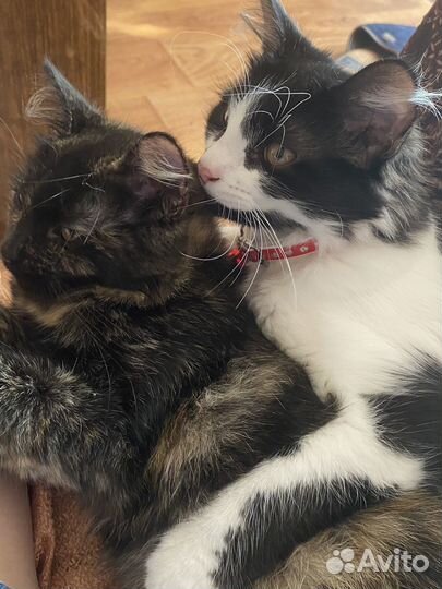 Отдам котят, 5 месяцев