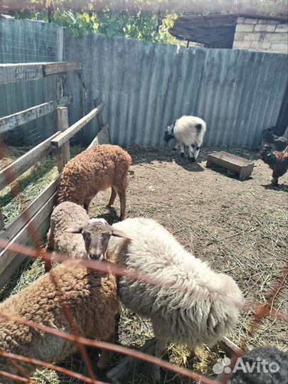 Овцы бараны