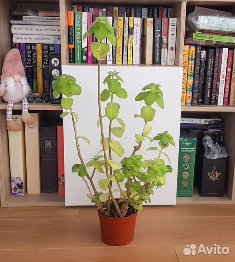 Домашняя мята