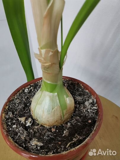 Птицемлечник или Индийский лук