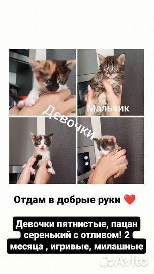 Котята в добрые руки