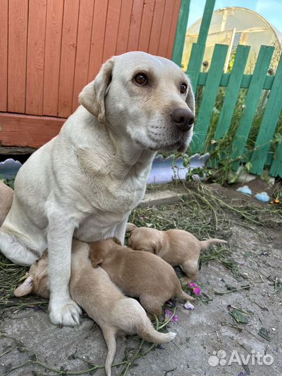 Щенки лабрадора