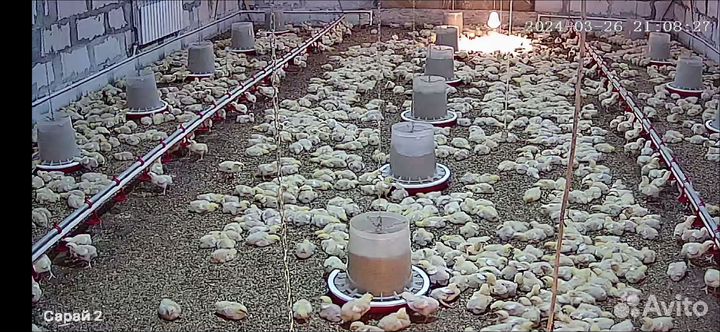 Цыплята суточные бройлера