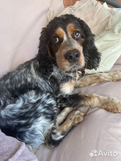 Кокер спаниель