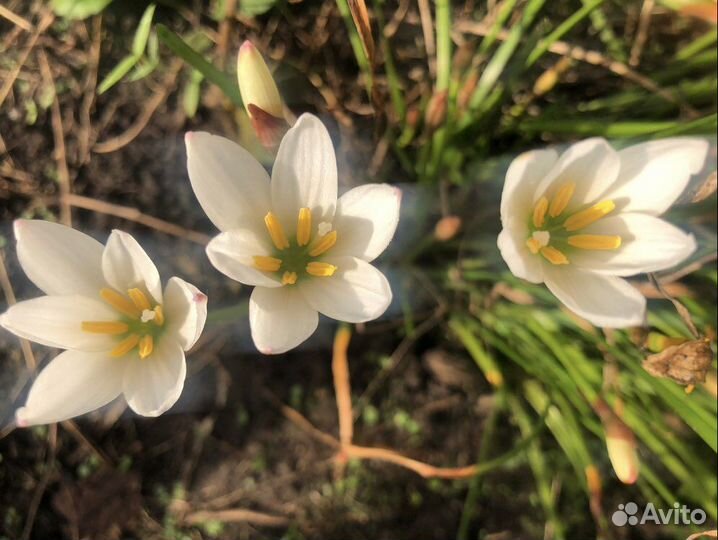 Зефирантес белый луковица (выскочка)