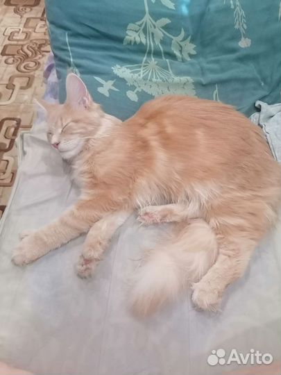 Мейн-кун полидакт девочка