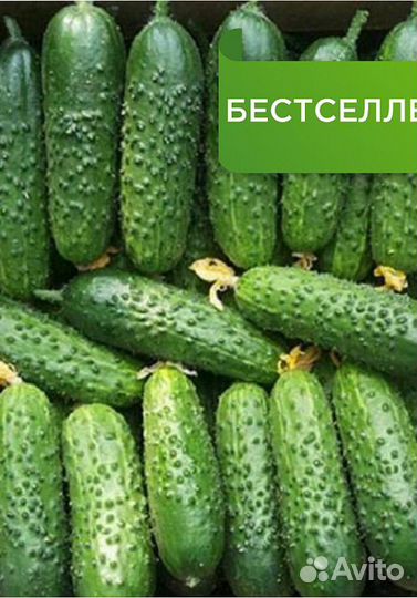 Семена Огурца 