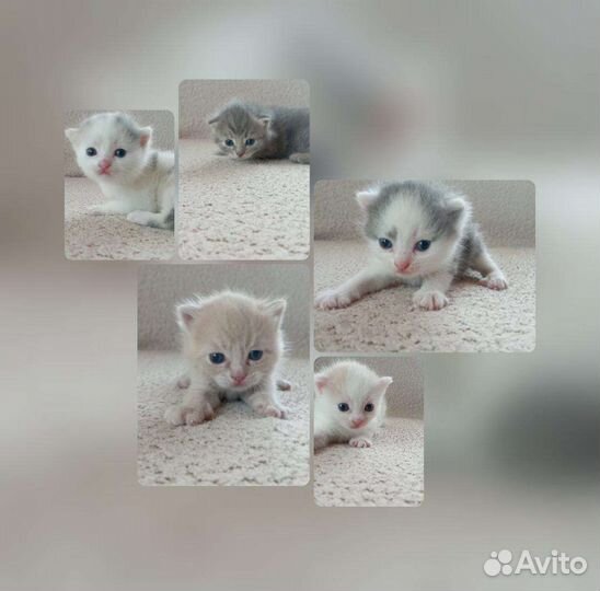 Британские котята