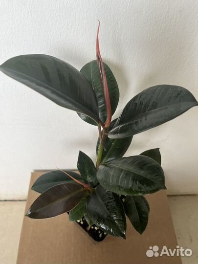 Фикус эластика Робуста