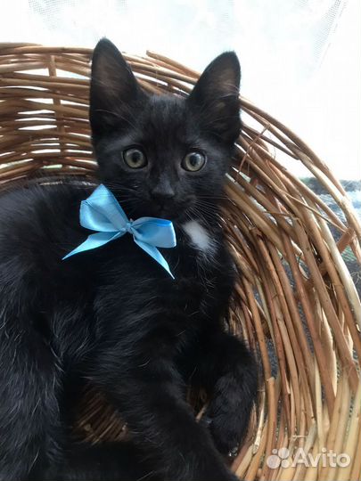 Тёщины котята в добрые руки